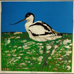 Avocet