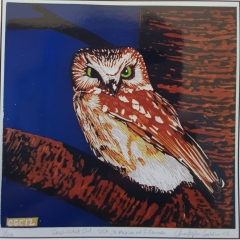 Saw-Whet Owl (USA)