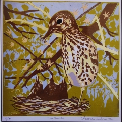 Song thrushes