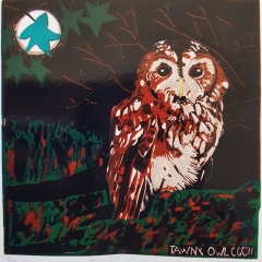 Tawny Owl