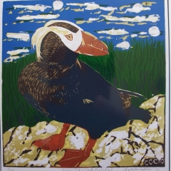 Tufted puffin - North Pacific Rim