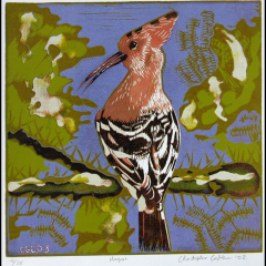 Hoopoe