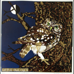 Little owl