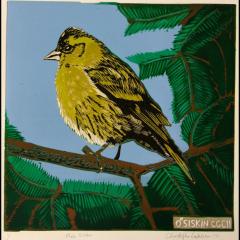 Male siskin