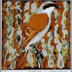 Red-backed shrike