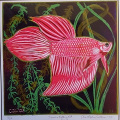 Siamese fighting fish