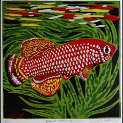 Killifish (Nothobranchius brieni)