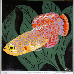 Killifish (Nothobranchius rachovi)