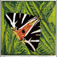 Jersey tiger moth