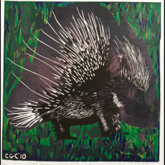 Crested porcupine (Hystrix crestata) N. & Sub Saharan Africa