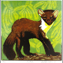 Pine martin